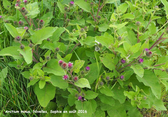 Arctium minus